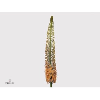Freshy Eremurus Cleopatra