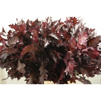 Freshy Quercus Rubra Col Aubergine