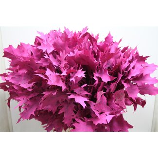 Freshy Quercus Rubra Col Cerise