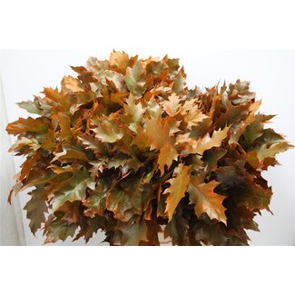 Freshy Quercus Rubra Col Orange