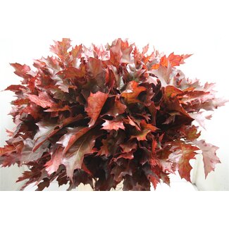 Freshy Quercus Rubra Col Cerise Dark