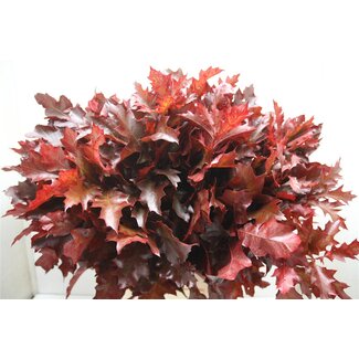 Freshy Quercus Rubra Col Bordeaux