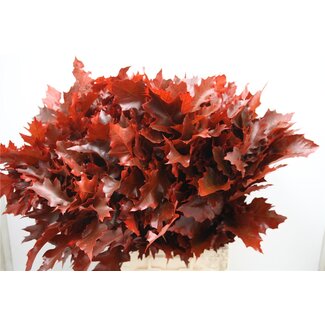 Freshy Quercus Rubra Col Red