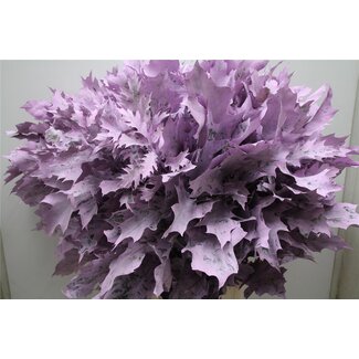 Freshy Quercus Rubra Col Milka Frosted