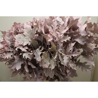 Freshy Quercus Rubra Col Pink Frosted