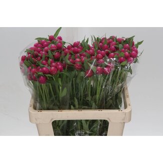 Freshy Gomphrena Cerise
