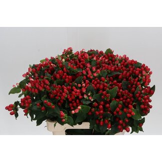Freshy Hypericum Mag Impression Vertakt