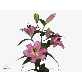 Freshy Lelie Oriental Aqua Megnum