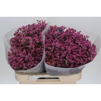 Freshy Limonium Sin Prin Diamond