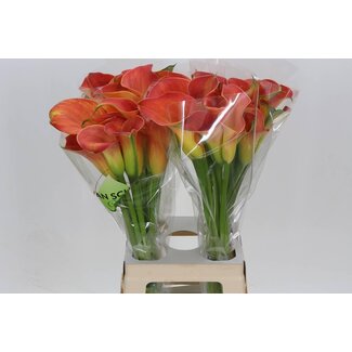 Freshy Zantedeschia Sunset Passion