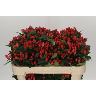 Freshy Hypericum Mag Impression Vertakt