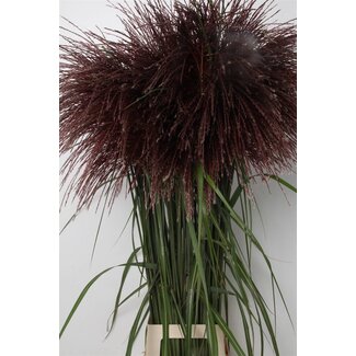 Freshy Miscanthus Rotfeder