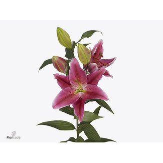 Freshy Lelie Oriental Aqua Red Dawn