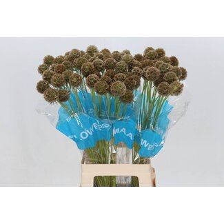 Freshy Scabiosa Stellat (zaaddoos)