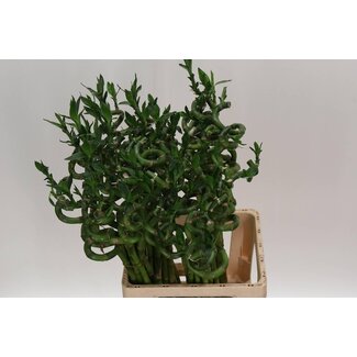 Freshy Dracaena S Lucky Bamboo