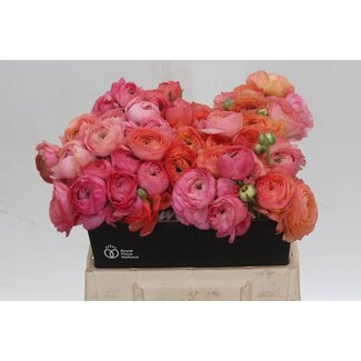 Freshy Ranunculus Eleg Orange/salmon