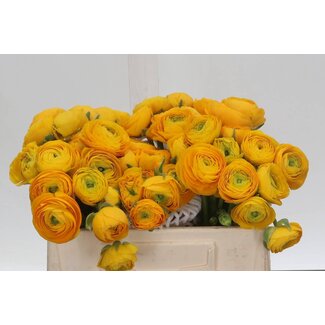 Freshy Ranunculus Eleg Geel