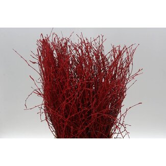 Freshy Berk Red (p. bos)
