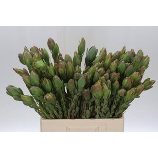 Freshy Leucadendron Discolor Vertakt