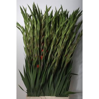Freshy Gladiolus groot Live Oak