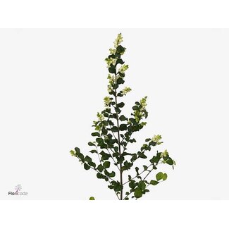 Freshy Symphoricarpos Mag Lemo Lime