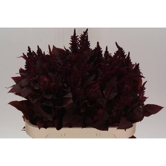 Freshy Amaranthus Cr Velvet