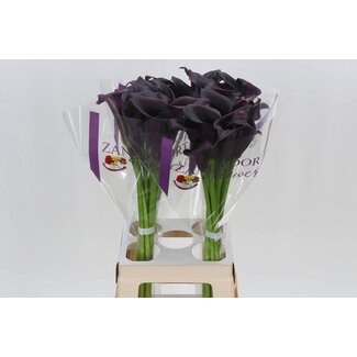 Freshy Zantedeschia Odessa