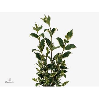 Freshy Weigela Sunny Fantasy Bio