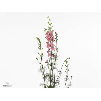 Freshy Consolida R Q Rose Bio