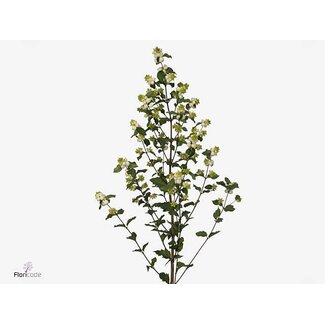 Freshy Symphoricarpos Mag Milky Way Bio