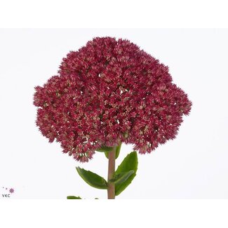 Freshy Sedum Herbstfreud Gr Bio