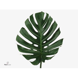 Freshy Monstera Blad 30cm