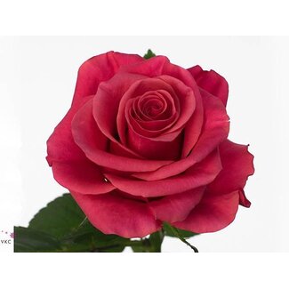 Freshy Rosa Tacazzi
