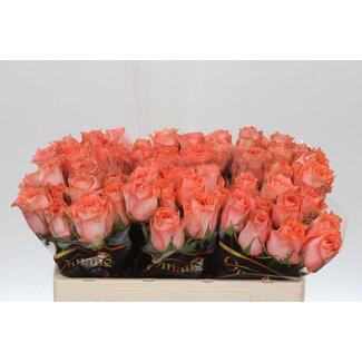 Freshy Rosa Sacred