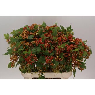 Freshy Viburnum op Compactum