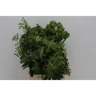 Freshy Photinia Bes 400gr (p. bos)