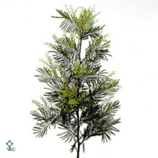 Freshy Mimosa Dennis Boden 200gr (p. bos)