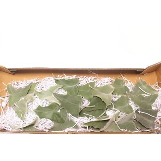 Freshy Kalanchoe Blad