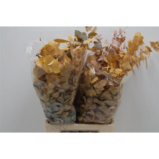 Freshy Eucalyptus Stuart Pres Geel 200gr (p. bos)