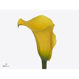 Freshy Zantedeschia Sunny Art