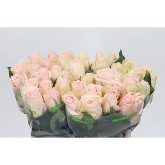 Freshy Rosa High & Bridal