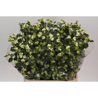 Freshy Symphoricarpos Mag Avalanche