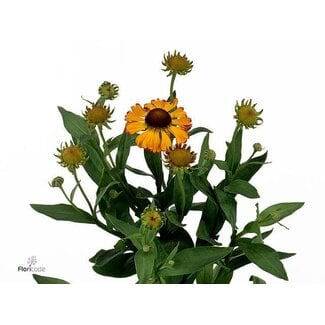 Freshy Helenium Kupfersprudel