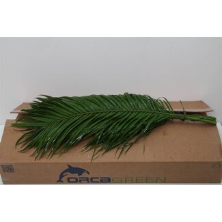 Freshy Phoenix Roebelenii L8 (p. bos)