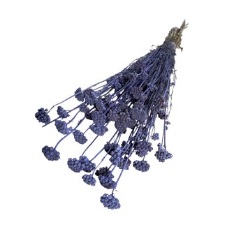 Dutch Dried Lonas Annua | Milka | 100 gr | 55 cm