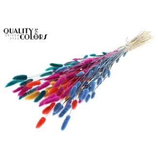 QC Dried Hare's Tails Premium “Calypso Autumn” | Colour: Mixed Colours | Lagurus Ovatus Dried Flowers | Length ± 70 centimetre | Weight 100 gram | Per bunch