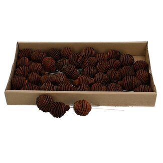 4A Platyspermum Pinecone picks | Colour: Natural Brown | Per 40 pinecones