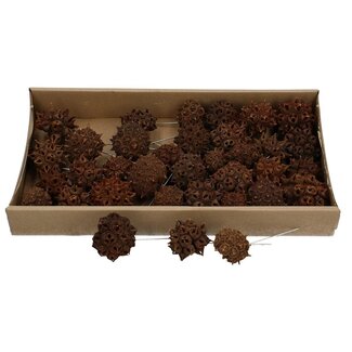 4A Spidergum Knobs picks | Colour: Brown | Dried Fruit Pick | Per 35 picks