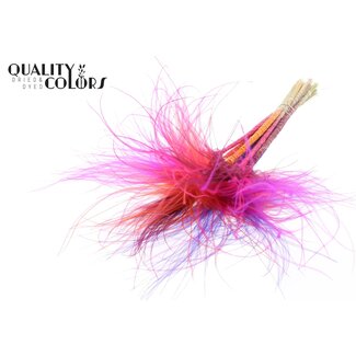 QC Dried Stipa Feather Grass “Sunset Berry Mix” | Colour: Mixed Colours | Stypha Penata Dried flowers | Length ± 60 centimeter | 10 plumes per bunch | Per bunch