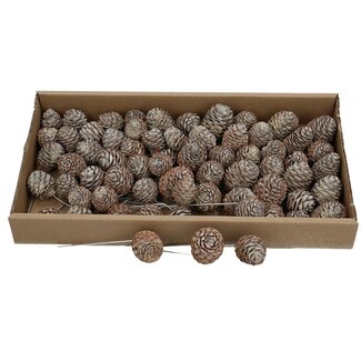 4A Muirii Dennenappels bijstekers | Kleur: Bruin Grijs | Per 60 dennenappels